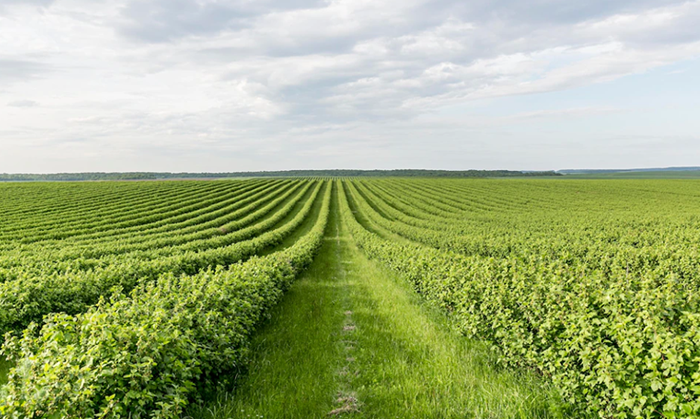 Agricultural Methods